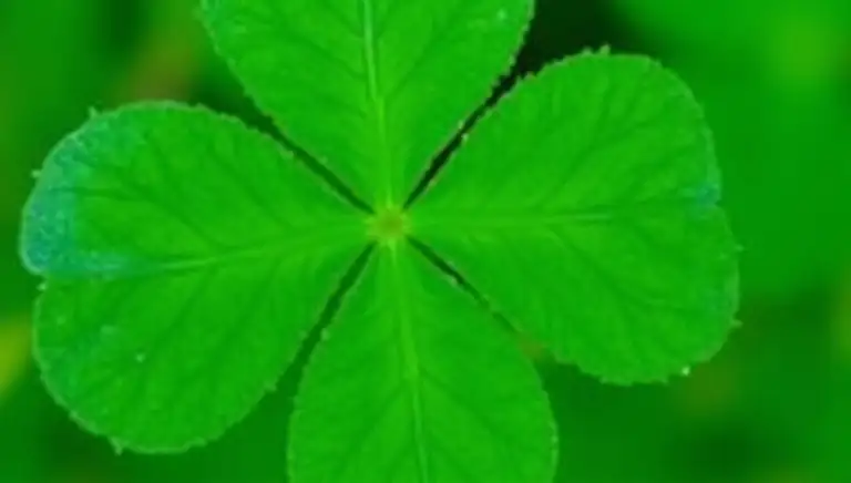 clover