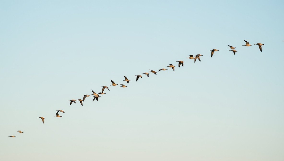 Flugformation von Gänsen